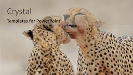  Presentation with kalahari - Presentation with pair-of-cheetahs-acinonyx-jubatus background and a coral colored foreground