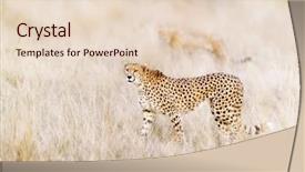  Presentation with pair - Colorful theme enhanced with pair of cheetahs move steathily backdrop and a lemonade colored foreground