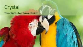  Presentation with parrots - Presentation consisting of pair of colorful macaws parrots background and a mint green colored foreground