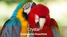  Presentation with parrots - PPT theme featuring pair of colorful macaws parrots background and a tawny brown colored foreground