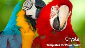  Presentation with parrots - Cool new presentation with pair of colorful macaws parrots backdrop and a crimson colored foreground