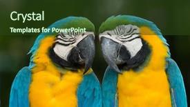  Presentation with parrots - PPT layouts consisting of pair of colorful macaws parrots background and a tawny brown colored foreground