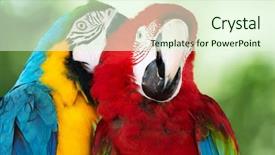  Presentation with parrots - Slides enhanced with pair of colorful macaws parrots background and a cream colored foreground