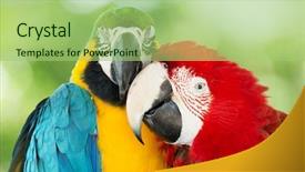  Presentation with parrots - Audience pleasing presentation theme consisting of pair of colorful macaws parrots backdrop and a mint green colored foreground