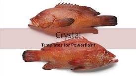  Presentation with coral - Slide deck featuring pair-of-coral-hind-fishes background and a red colored foreground