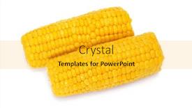  Presentation with pair - Audience pleasing slides consisting of pair of corncobs isolated on a white background backdrop and a gold colored foreground