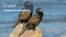  Presentation with south africa - Presentation consisting of pair-of-crowned-cormorants-microcarbo background and a teal colored foreground