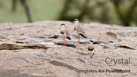 Presentation with pair - PPT theme with pair-of-crowned-plover-vanellus background and a mint green colored foreground