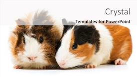  Presentation with pigs - Slide deck featuring cute guinea pigs isolated background and a white colored foreground