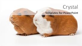  Presentation with pigs - Theme with pair-of-cute-guinea-pigs background and a white colored foreground