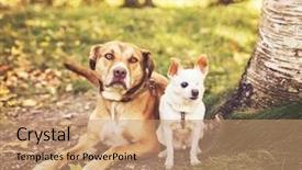  Presentation with vintage retro - Amazing presentation theme having pair of dogs sitting together backdrop and a coral colored foreground