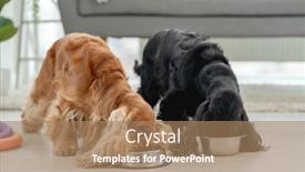  Presentation with english - PPT theme enhanced with pair-of-english-cocker-spaniel background and a coral colored foreground