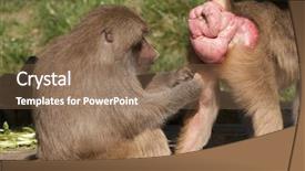  Presentation with pair - Presentation theme with pair of female baboons grooming showing they are receptive to mating by the enlarged red posteriors background and a violet colored foreground