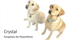  Presentation with pair - Audience pleasing PPT theme consisting of pair-of-female-white-labrador backdrop and a white colored foreground