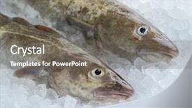  Presentation with fishes - Slide deck consisting of catch up - pair of fresh raw cod background and a gray colored foreground