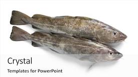  Presentation with fishes - Presentation design consisting of pairs - pair of fresh raw cod background and a white colored foreground