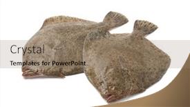  Presentation with fishes - Audience pleasing slide deck consisting of pair-of-fresh-raw-turbot backdrop and a coral colored foreground