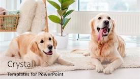  Presentation with golden annivesary - Cool new theme with pair-of-golden-retrievers-wearing backdrop and a lemonade colored foreground