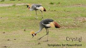  Presentation with crane - Amazing theme having pair-of-grey-crowned-crane backdrop and a coral colored foreground