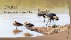  Presentation with geese - Theme enhanced with pair-of-grey-crowned-cranes background and a coral colored foreground