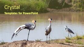  Presentation with pair - Cool new theme with pair-of-grey-crowned-cranes backdrop and a tawny brown colored foreground