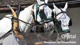  Presentation with horses - Presentation theme consisting of pair of horses in harness background and a gray colored foreground