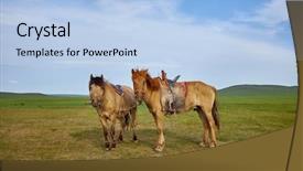  Presentation with mongolia - Theme with pair of horses on a summer pasture in mongolia background and a light blue colored foreground