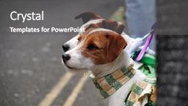  Presentation with russell - Amazing PPT theme having pair-of-jack-russell-terriers backdrop and a gray colored foreground