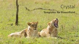  Presentation with lions - Slide deck having pair-of-lions-one-yawning background and a yellow colored foreground