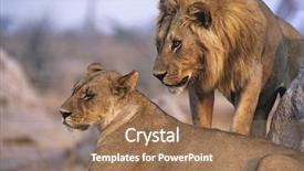  Presentation with lions - Presentation with pair of lions resting background and a coral colored foreground