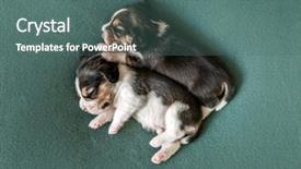  Presentation with pair - Presentation design consisting of pairs - pair of little sleeping beagle background and a ocean colored foreground