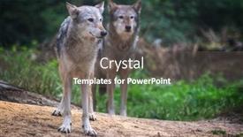  Presentation with wolf - PPT theme having pair-of-mackenzie-valley-wolves background and a dark gray colored foreground