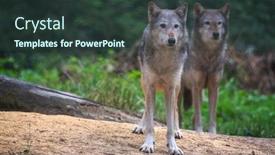  Presentation with wolf - PPT theme with pair-of-mackenzie-valley-wolves background and a tawny brown colored foreground