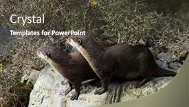  Presentation with pair - PPT layouts featuring pair-of-malaysian-short-clawed background and a tawny brown colored foreground