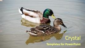  Presentation with pair - Colorful slide set enhanced with drake - pair of mallard ducks male backdrop and a tawny brown colored foreground