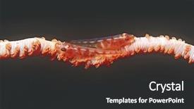  Presentation with living coral - Audience pleasing theme consisting of pair of many-host gobie backdrop and a  colored foreground