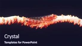  Presentation with living coral - Presentation design featuring pair of many-host gobie background and a  colored foreground