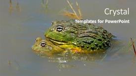  Presentation with south africa - Amazing slide set having pair-of-mating-african-giant backdrop and a gray colored foreground