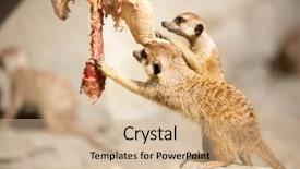  Presentation with eat - Colorful slide set enhanced with pair of meerkat eat raw flesh backdrop and a coral colored foreground