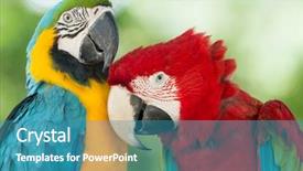  Presentation with parrot - Slides with pair of parrots background and a teal colored foreground