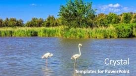 Presentation with light pink - PPT theme consisting of pair-of-pink-flamingos-roost background and a teal colored foreground