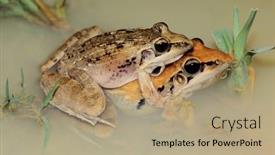  Presentation with frogs - Slide deck featuring pair-of-plain-grass-frogs background and a coral colored foreground