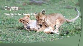  Presentation with siblings - Slides featuring pair-of-playful-lion-cub background and a gray colored foreground