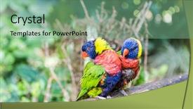  Presentation with rainbow beac h hawaii - Beautiful PPT theme featuring pair of rainbow lorikeets trichoglossus backdrop and a seafoam green colored foreground