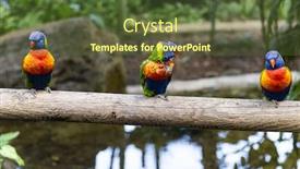  Presentation with rainbow - Theme enhanced with pair-of-rainbow-lorikeets-trichoglossus background and a tawny brown colored foreground