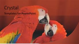  Presentation with zoo - Slide deck having pair of red macaw background and a red colored foreground