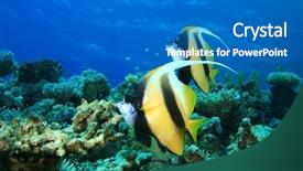  Presentation with pair - PPT theme featuring pair of red sea bannerfish background and a teal colored foreground