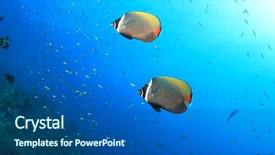  Presentation with coral - Beautiful slide deck featuring pair of red tail butterflyfish backdrop and a ocean colored foreground