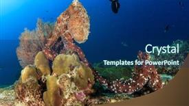  Presentation with octopus - Slides enhanced with pair of reef octopus mating background and a navy blue colored foreground