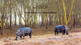  Presentation with black gram - Theme with pair-of-rhinos-grazes background and a coral colored foreground